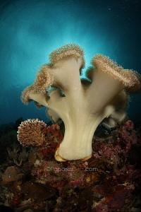 sexy coral, sexy light by Jun V Lao 